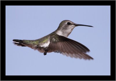 Costa's Hummingbird (female) #6
