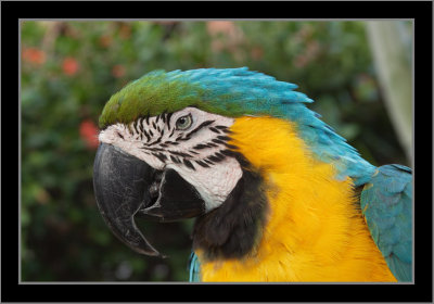 Blue and Gold Macaw #24