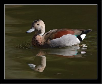 Male #5