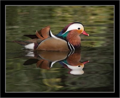 Male Mandarin Duck #18