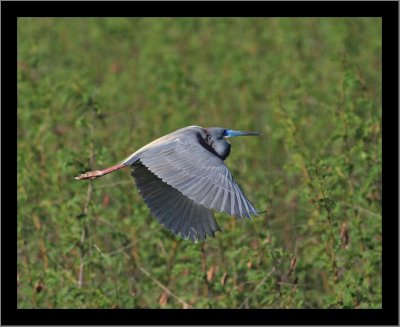 Tricolored Heron (air express)