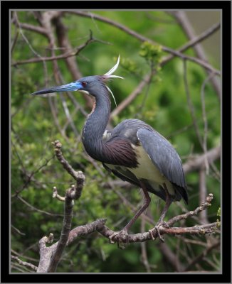 Tricolored Heron #1