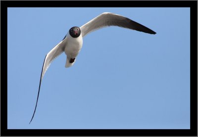 Laughing Gull #1