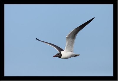 Laughing Gull #2