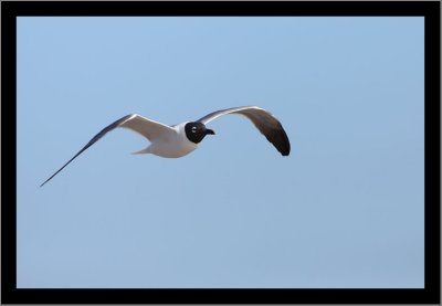 Laughing Gull #3