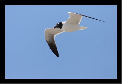 Laughing Gull #4