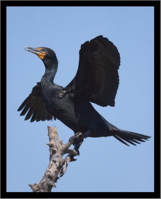Double-crested Cormorant #11