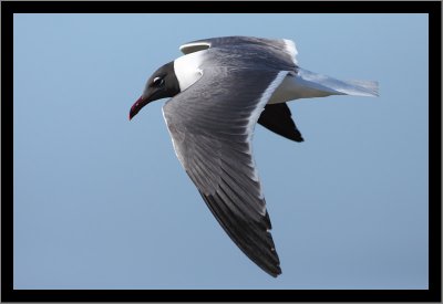 Laughing Gull