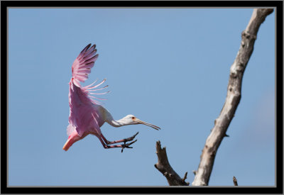 Juvenile Applying Emergency Brakes