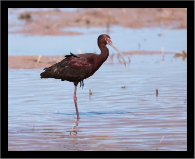 White-Faced Ibis #1