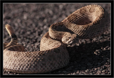 Mojave Rattlesnake #3a