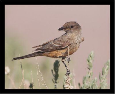 Say's Phoebe