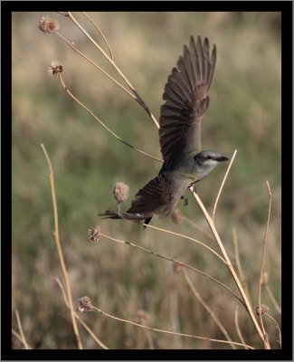 Cassin's Kingbird (a graceless landing)