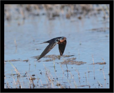 Barn Swallow #9