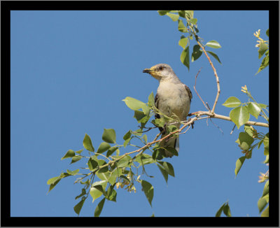 Northern Mockingbird #5