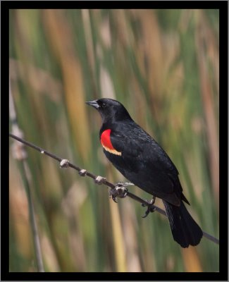 Red-winged Blackbird #11