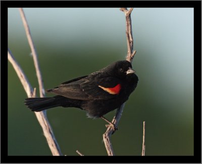 Red-winged Blackbird #12