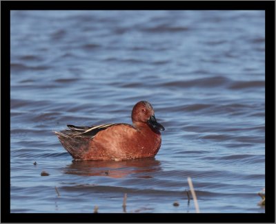 Cinnamon Teal