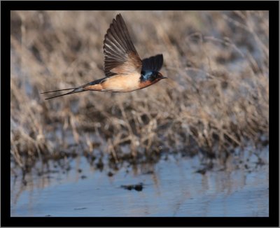 Barn Swallow #2