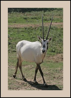 Arabian Oryx #1
