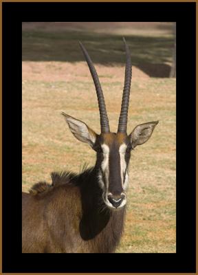Sable Antelope #3