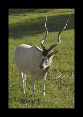 Addax Antelope #4b