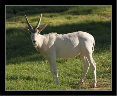 Arabian Oryx Kid, About 18 Months Old