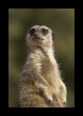 Slender-tailed Meerkat #3a