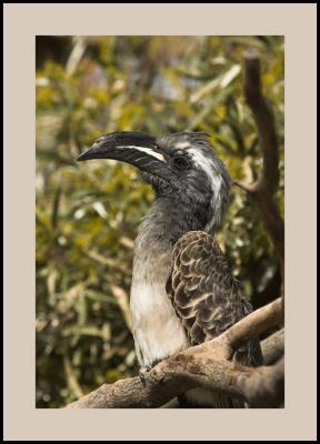 African Grey Hornbill #1