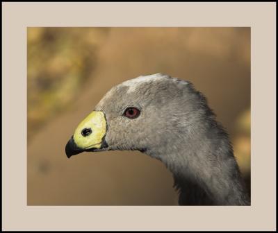 Cape Barren Goose