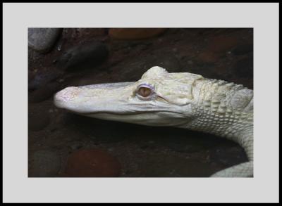 Albino Alligator #1