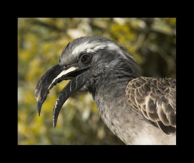 African Grey Hornbill #2