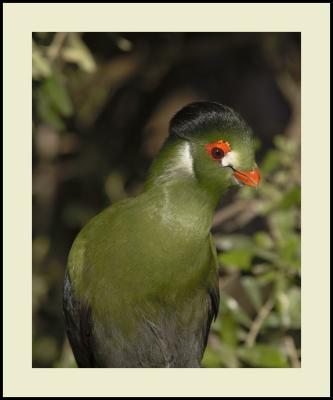 White Cheeked Turaco #1