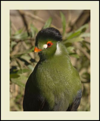 White Cheeked Turaco #2