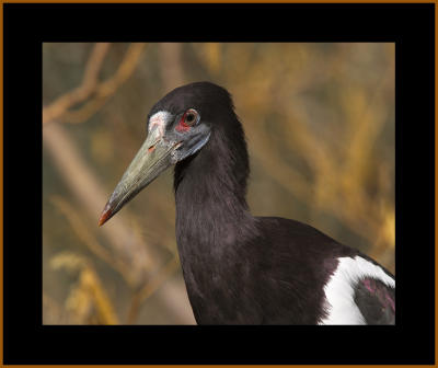 Abdim's Stork #5c