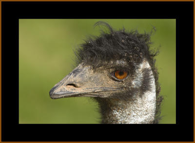 Emu #3c