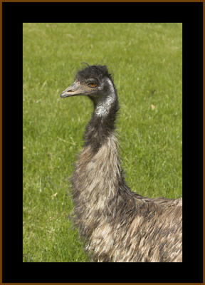 Emu #5