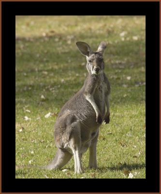 Kangaroo #2