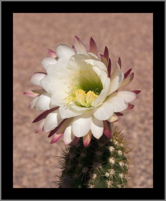 Argentine Giant (Echinopsis candicans)