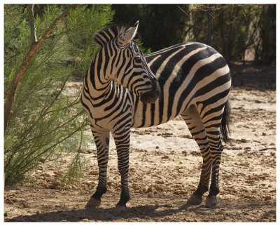 African Zebra #4b