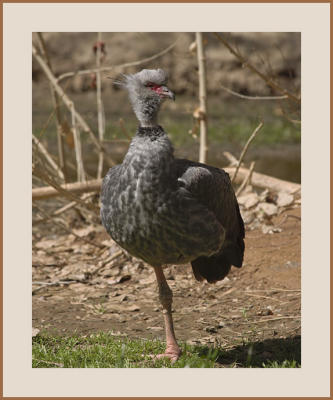 Crested Screamer Ballerina #7