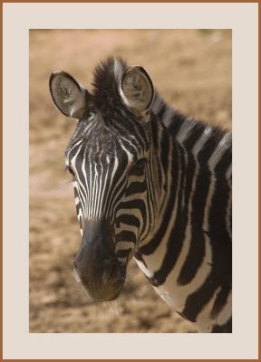 Zebra #7c