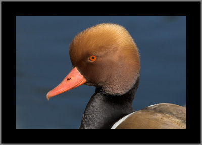 Red-crested Pochard