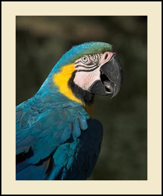 Blue and Gold Macaw #10