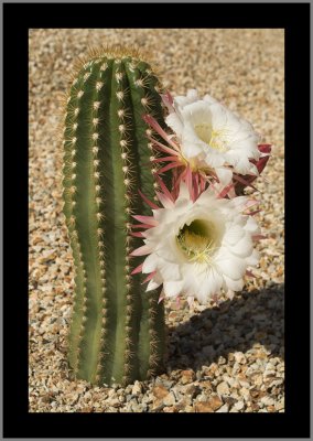 Argentine Giant (Echinopsis candicans) #4