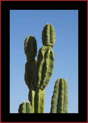 Backyard Cactus, Low Maintenance