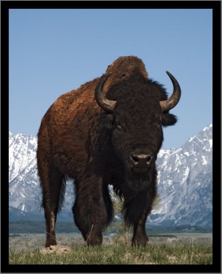 Bison (AKA Buffalo)