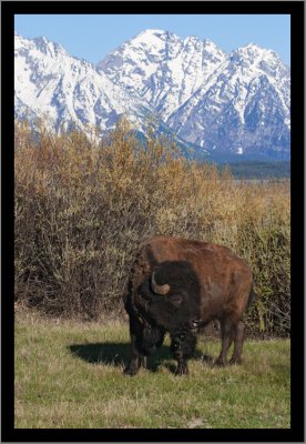 Just Another Buffalo (Grand Teton NP)