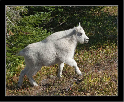 Mountain Goat Kid #1 (Glacier NP)