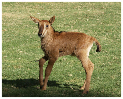 Young Sable Antelope Kid #4
